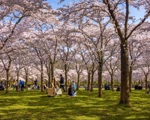 Amsterdam vervangt 400 kersenbomen in Bloesempark in het Amsterdamse Bos