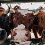 Belangrijke Nederlandse en Duitse investeerders ondersteunen vleesbedrijven die verband houden met dierenleed