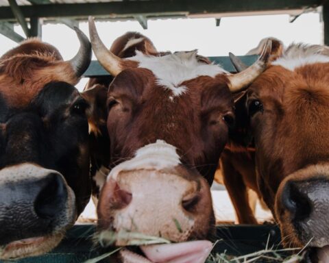Belangrijke Nederlandse en Duitse investeerders ondersteunen vleesbedrijven die verband houden met dierenleed