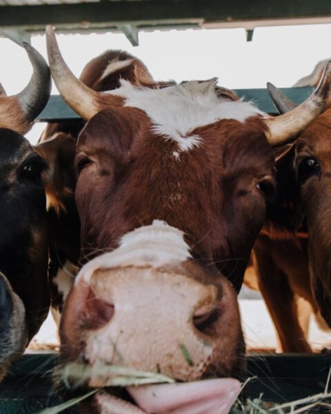 Belangrijke Nederlandse en Duitse investeerders ondersteunen vleesbedrijven die verband houden met dierenleed