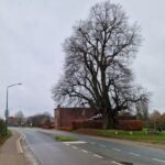 Brabants dorp verlegt weg voor de dikste lindeboom van Nederland