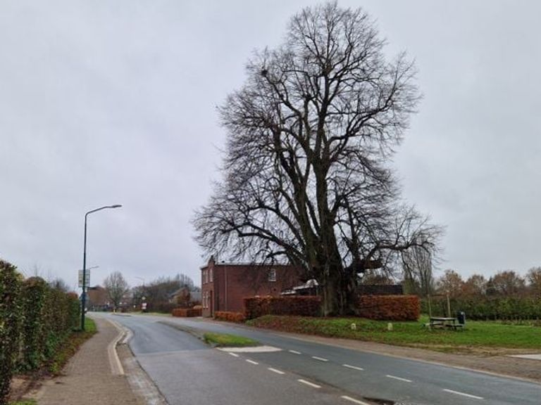 Brabants dorp verlegt weg voor de dikste lindeboom van Nederland