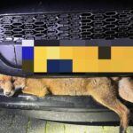 Brandweerlieden redden vos die vastzat tussen grille en bumper van auto in Hoogersmilde