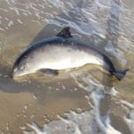 Bruinvis die op het strand van Texel aanspoelde, overleden in opvang van SOS Dolfijn