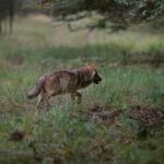 Jagers kunnen wolf op Hoge Veluwe nog niet doden, vergunning verloopt binnenkort