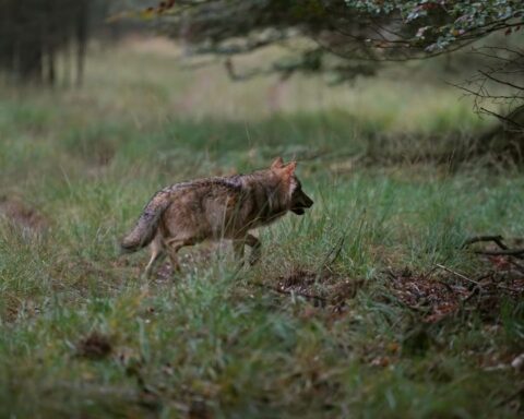 Jagers kunnen wolf op Hoge Veluwe nog niet doden, vergunning verloopt binnenkort