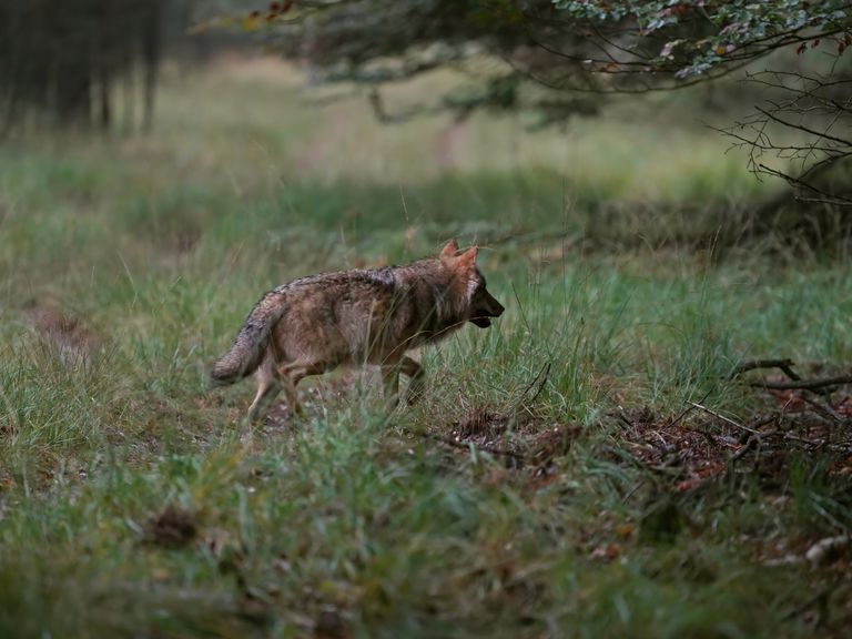 Jagers kunnen wolf op Hoge Veluwe nog niet doden, vergunning verloopt binnenkort