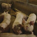 Kritiek van de Raad van State op beleid van landbouwminister Wiersma