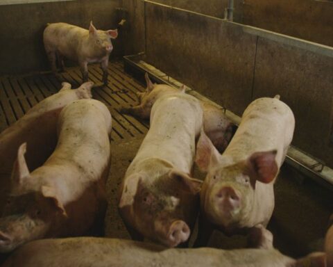 Kritiek van de Raad van State op beleid van landbouwminister Wiersma