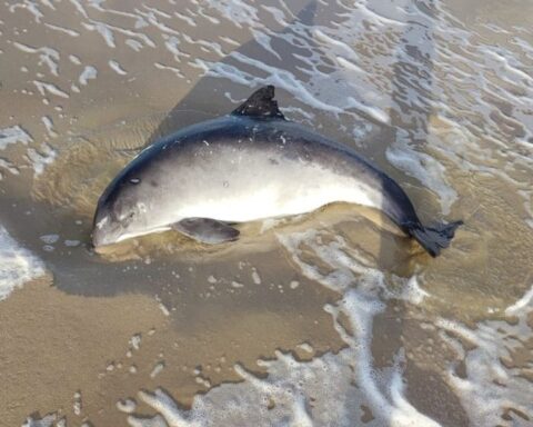 Levende bruinvis aangespoeld op strand van Texel