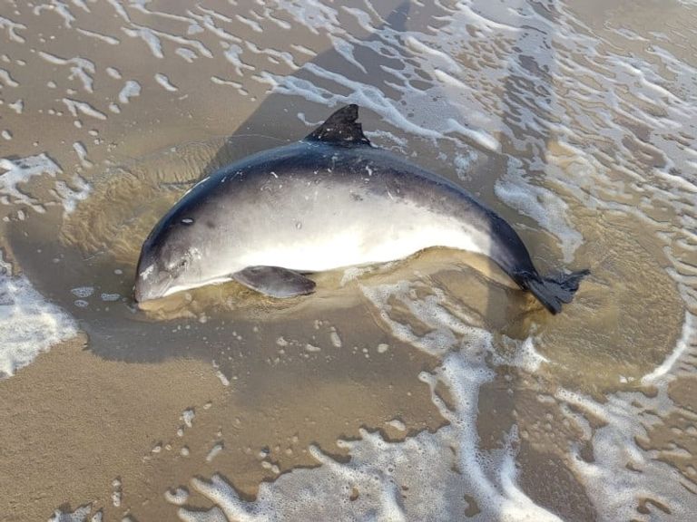 Levende bruinvis aangespoeld op strand van Texel