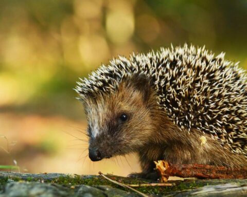 Lidl stopt verkoop van onveilige egels huizen na waarschuwingen van Egelbescherming