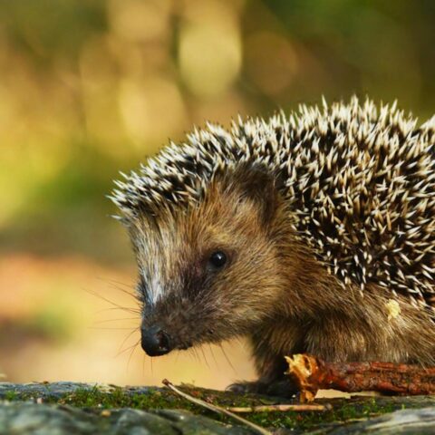 Lidl stopt verkoop van onveilige egels huizen na waarschuwingen van Egelbescherming