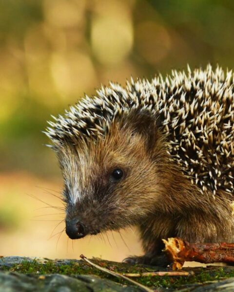 Lidl stopt verkoop van onveilige egels huizen na waarschuwingen van Egelbescherming