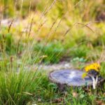 Natuurbegraafplaatsen komen ook in de steden: groeiende belangstelling voor natuurbegraven