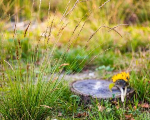 Natuurbegraven wint aan populariteit in stedelijke gebieden van Nederland