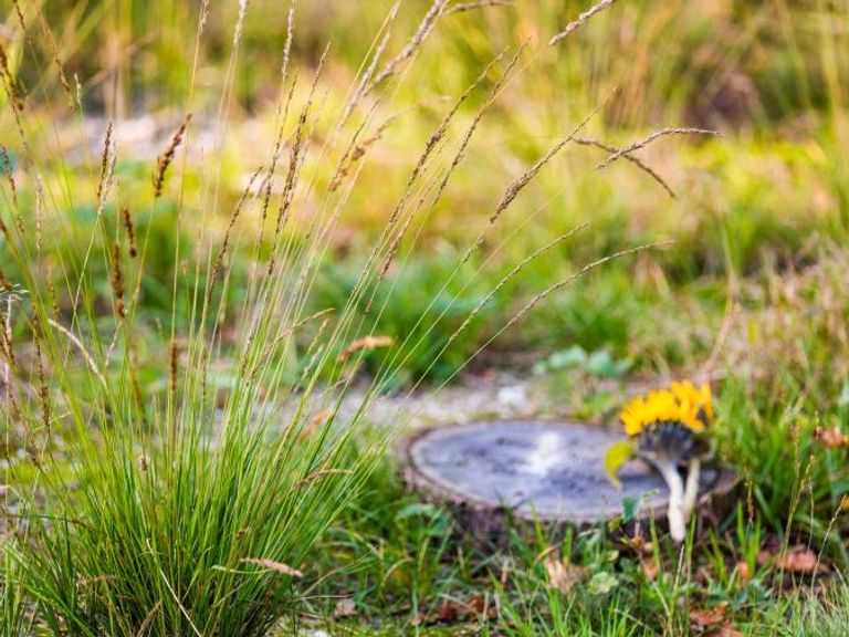 Natuurbegraven wint aan populariteit in stedelijke gebieden van Nederland