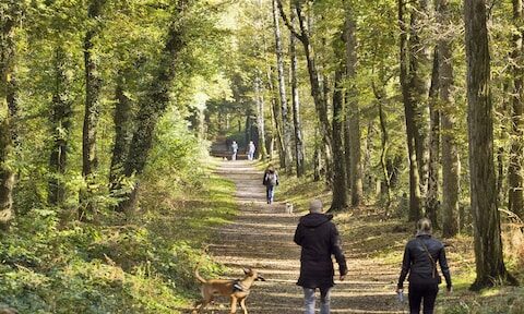 Nederlandse Bossenstrategie komt niet verder door gebrek aan bomen