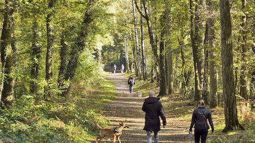 Nederlandse Bossenstrategie komt niet verder door gebrek aan bomen