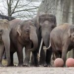 Olifant Sibu verhuist na het verwekken van twee kalfjes in Artis naar Emmen