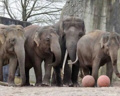 Olifant Sibu verhuist na het verwekken van twee kalfjes in Artis naar Emmen