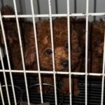 Politie haalt 23 toy-poedels weg uit erbarmelijke omstandigheden in Amsterdam