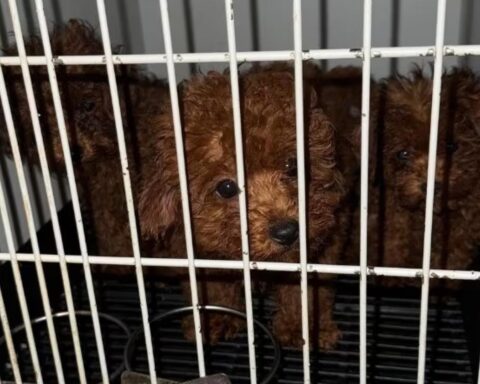 Politie haalt 23 toy-poedels weg uit erbarmelijke omstandigheden in Amsterdam