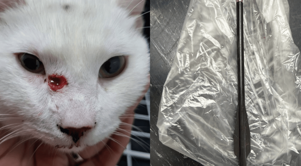 Twee katten beschoten met kruisboog in Eindhoven, dierenziekenhuis roept dader op zich te melden