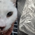 Twee katten beschoten met kruisboog in Eindhoven, dierenziekenhuis roept dader op zich te melden