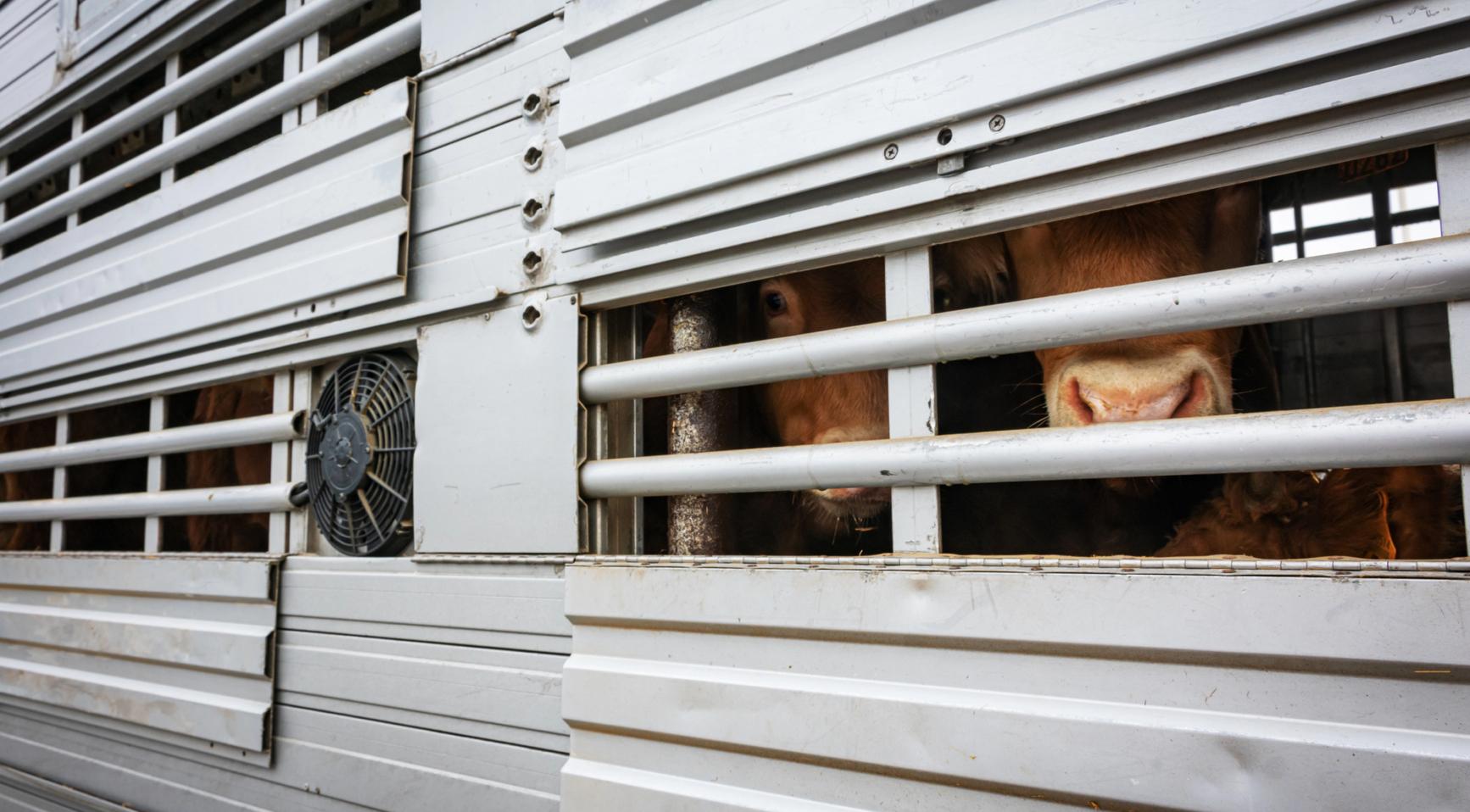 Vervoerder van vee krijgt €100.000 boete na dodelijke aanrijding met vrachtwagenchauffeur