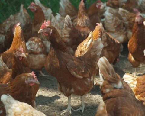 Vogelgriep opnieuw vastgesteld in Terschuur, 28.000 hennen worden afgebrand