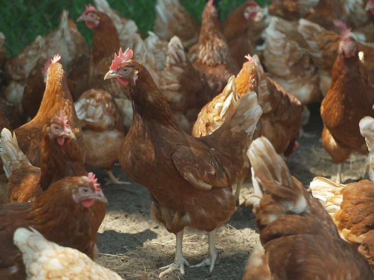 Vogelgriep opnieuw vastgesteld in Terschuur, 28.000 hennen worden afgebrand