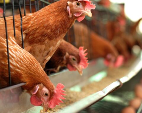 Vogelgriep vastgesteld op drie nieuwe Nederlandse pluimveebedrijven