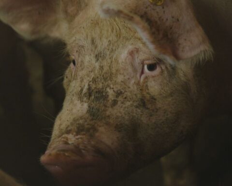 Wiersma blijft streven naar stroomstootverbod ondanks druk