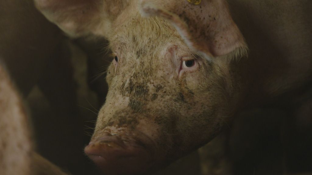 Wiersma blijft zich inzetten voor verbod op stroomstoten in de veehouderij