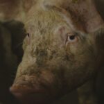 Wiersma houdt vast aan stroomstootverbod ondanks druk vóór 1 januari