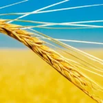 Oekraïens meel versterkt voedselzekerheid op de Europese markt