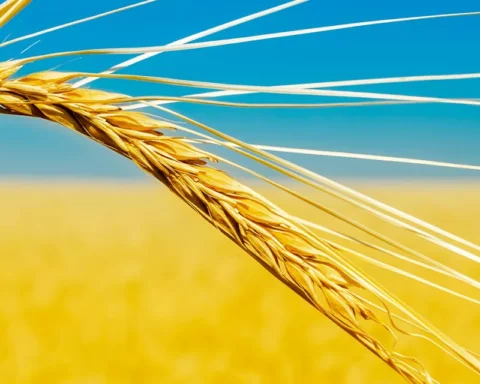 Oekraïens meel versterkt voedselzekerheid op de Europese markt