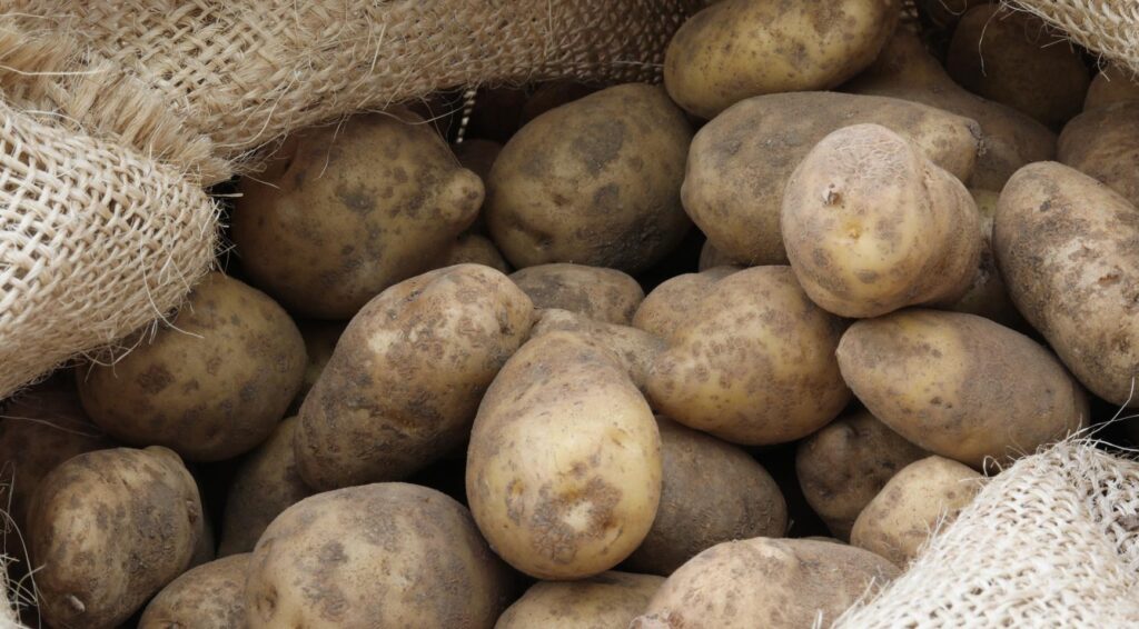 Aardappelprijzen zakken in 2025 door overaanbod en druk op telers