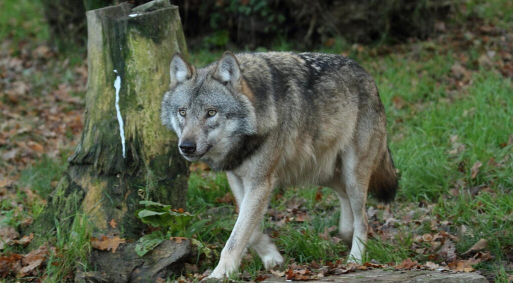 Aggressieve wolf in Utrechtse Heuvelrug gedood, identiteit bevestigd door DNA