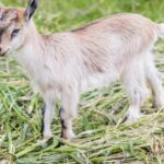 Bewoners binnen 500 meter van geitenboerderijen lopen 73% hoger risico op longontsteking