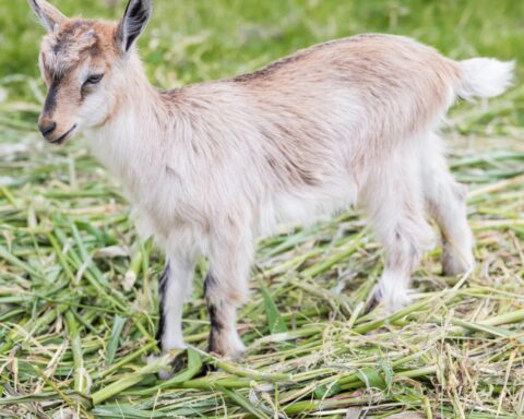 Bewoners binnen 500 meter van geitenboerderijen lopen 73% hoger risico op longontsteking