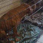 Bij fokkerij in Paasloo neemt NVWA 84 honden in beslag en mishandelt agent