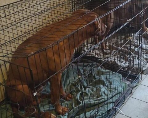 Bij fokkerij in Paasloo neemt NVWA 84 honden in beslag en mishandelt agent