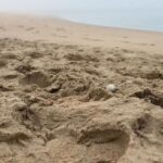 Botresten van zeven jaar vermiste Belgische man gevonden op strand van Schoorl
