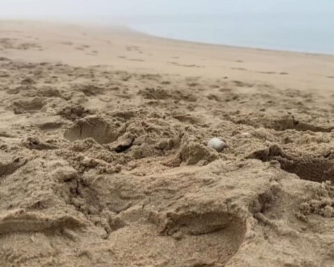 Botresten van zeven jaar vermiste Belgische man gevonden op strand van Schoorl