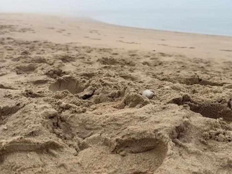 Botresten van zeven jaar vermiste Belgische man gevonden op strand van Schoorl