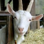 De meeste Nederlandse geitenboerderijen liggen te dicht bij scholen en zorginstellingen, wat gezondheidsrisico's met zich meebrengt