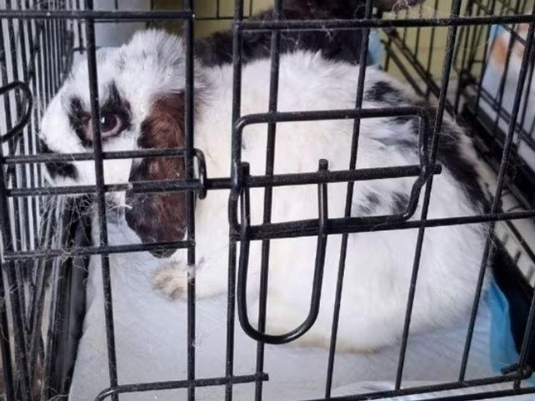 Dierenpolitie haalt 26 verwaarloosde konijnen uit appartement in Amsterdam-IJburg