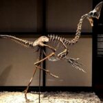 Dino-veiling: 4 tot 6 miljoen euro verwacht voor skelet van 'nieuwe' vogelachtige